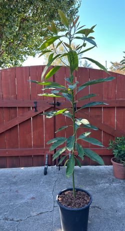 Potted Young Avocado Tree