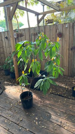 Yellow Shrimp Plant.