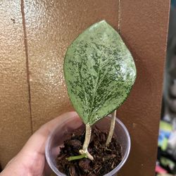 Hoya Hoya PATCHARAWALAI 023 - (aka Icensis, Silver)