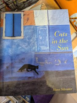 Cats in the Sun
