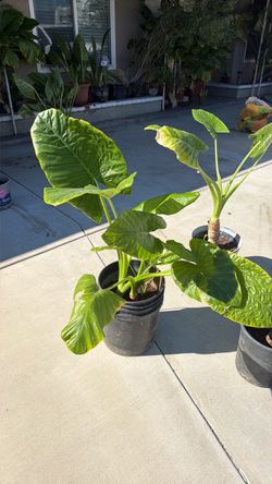 Plant