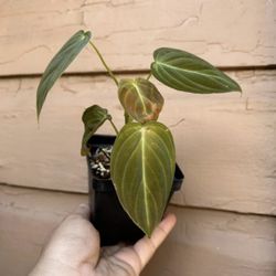 4” Philodendron Melano