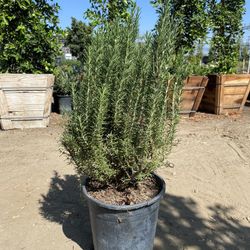 Rosemary Bush