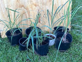 Lemon grass