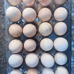 Organic Fresh Eggs 