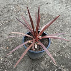 Cordyline
