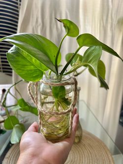 Photos plant 🌱