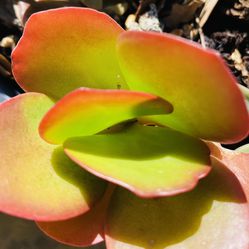 Succulent Varieties Cutting 