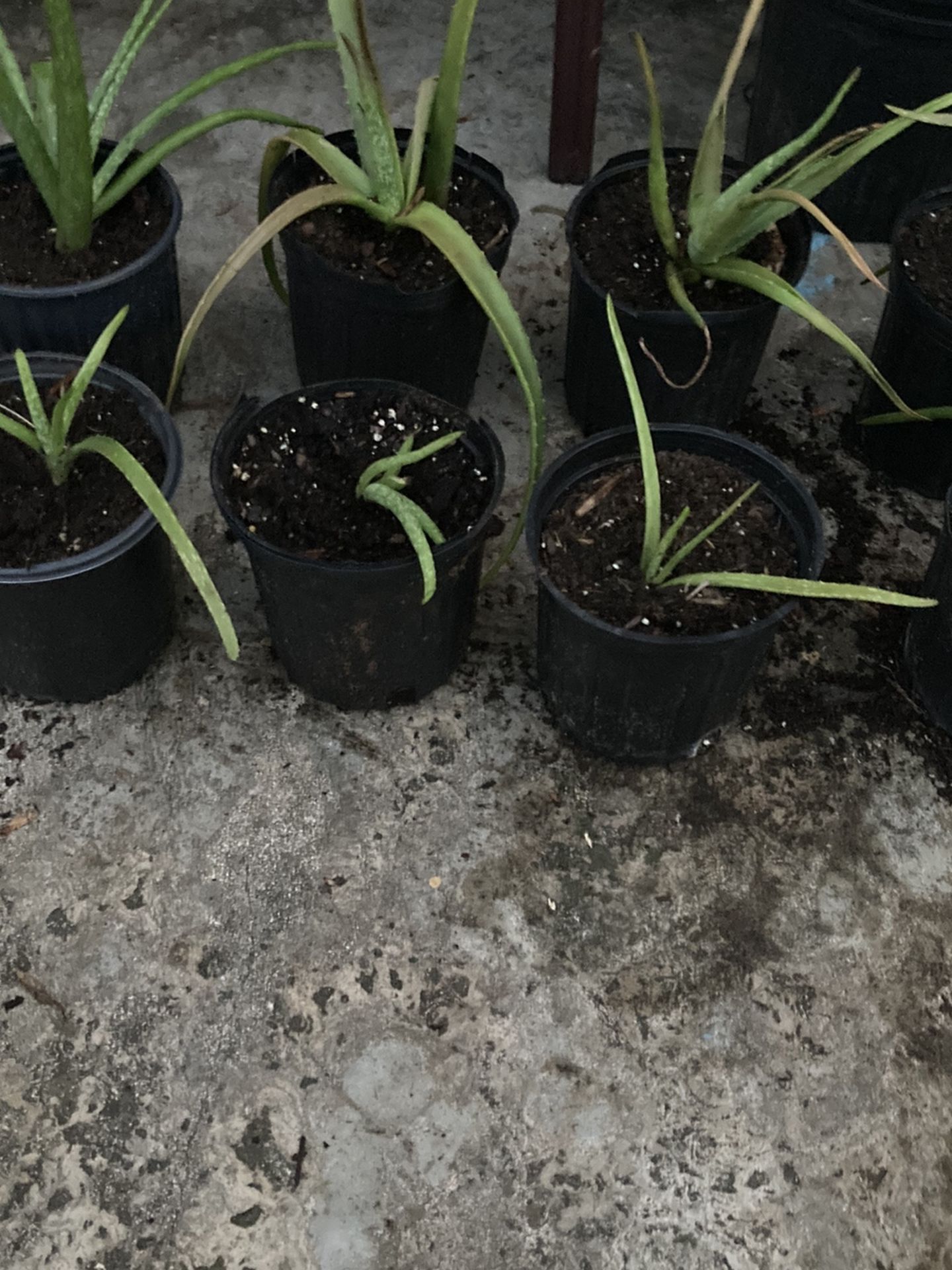 Aloe Plants