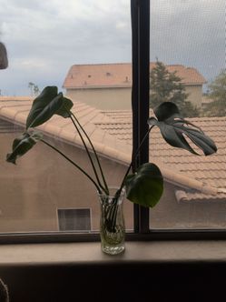 Monstera Deliciosa