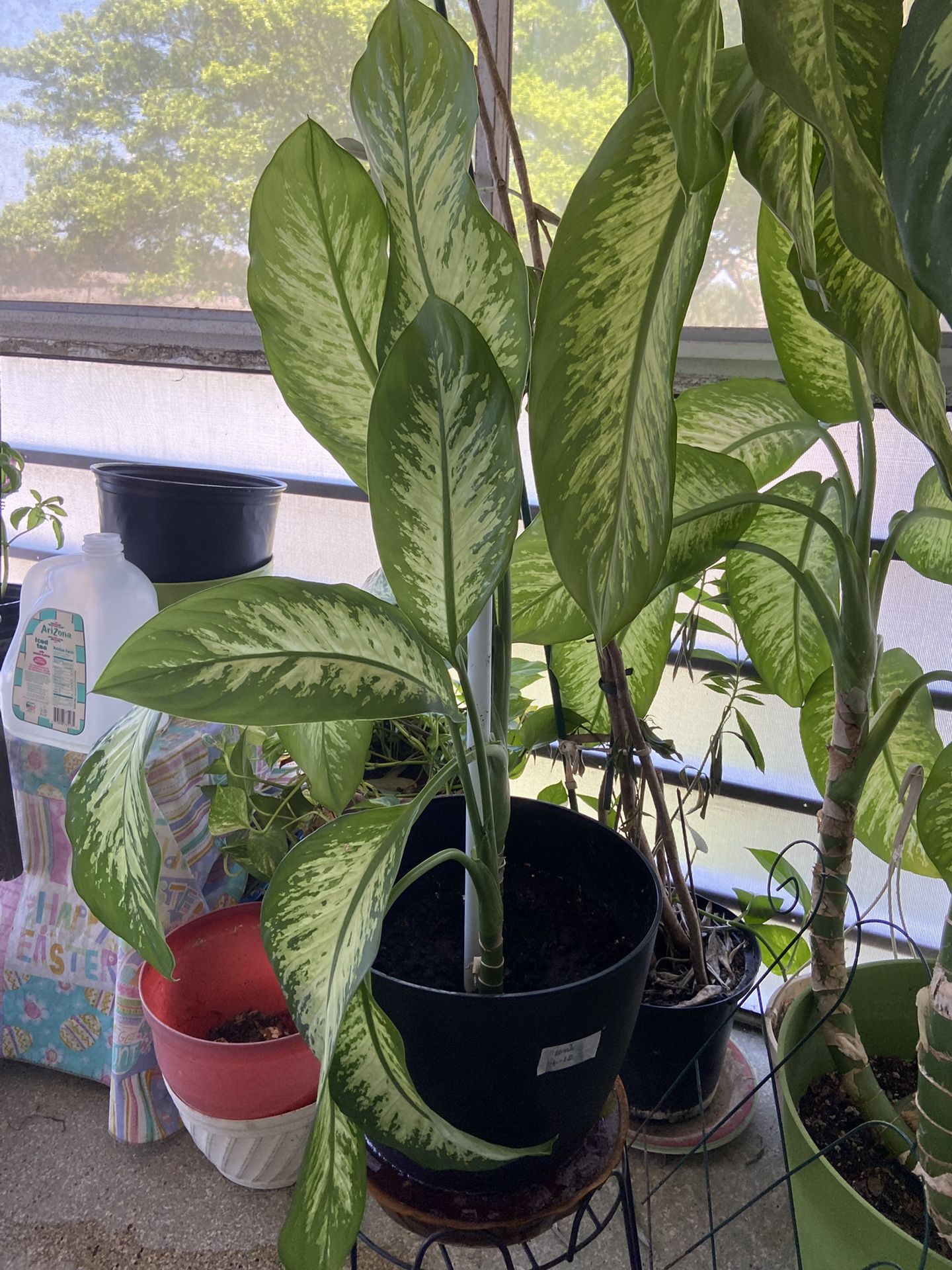 Plant (Dumb Cane)