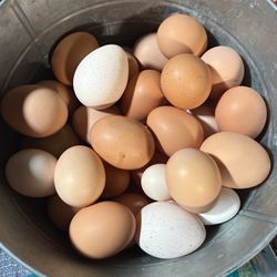 Vendo huevos Orgánicos 