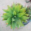 Proppin Plantas
