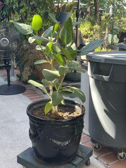 Ficus Altissima in a 16" Diameter Clay Pot