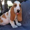 BASSET QUEEN