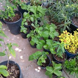 Oregano Orejon