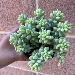 4” Burro Tail Succulent 