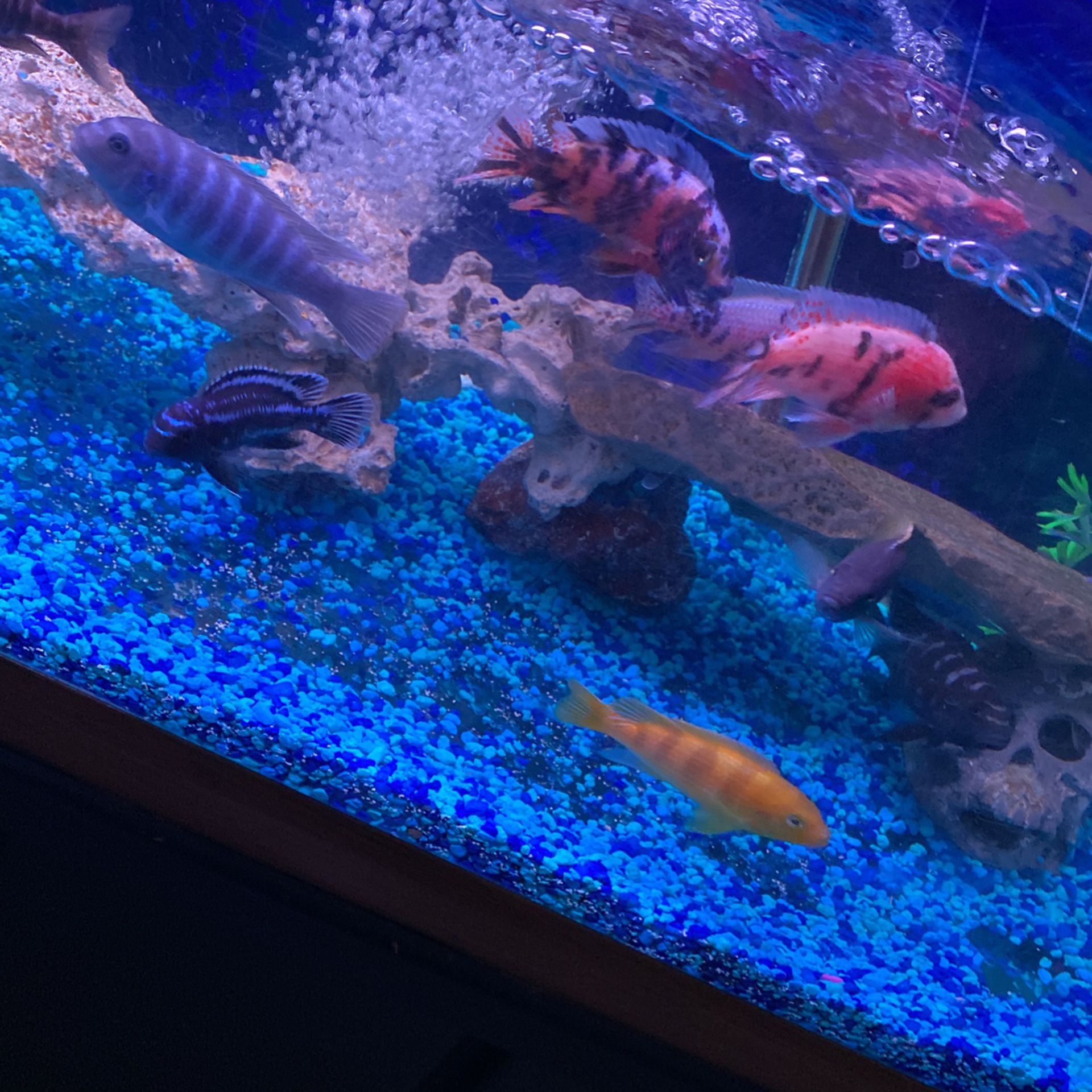  120 Gal Tank And Stand Filters And Fish /no light 
