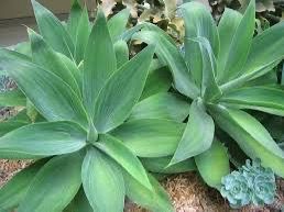 Agave Cutting