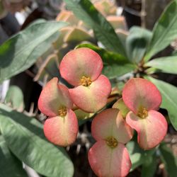 Crown Of Thorns Plant