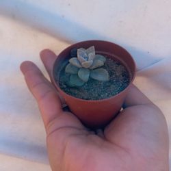 Ghost Plant Succulents 