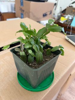 Christmas Cactus