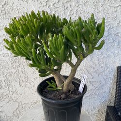 1 Gallon Pot Succulent Plant - Crassula Ovata  Druce - Gollum Jade - Rooted & Established - Drought Resistant 🪴