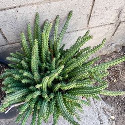 Suculenta Grande, Muy Bonita🪴