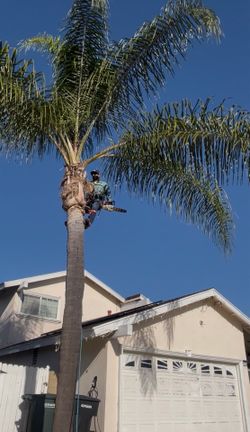 Tree and Palm tree