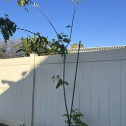 Curry Leaf Plant 3 Feet Tall