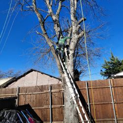 se cortar árboles en el área de garland dallas Y mesquit $1