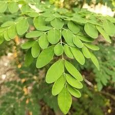 Healthy Antidiabetic Moringa Oleifera Plant 3ft Tall Ready For New Home
