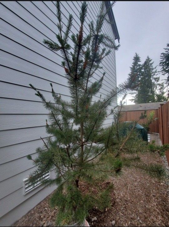 Pine Tree