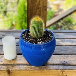Live indoor cactus plant in a ceramic planter pot—firm price
