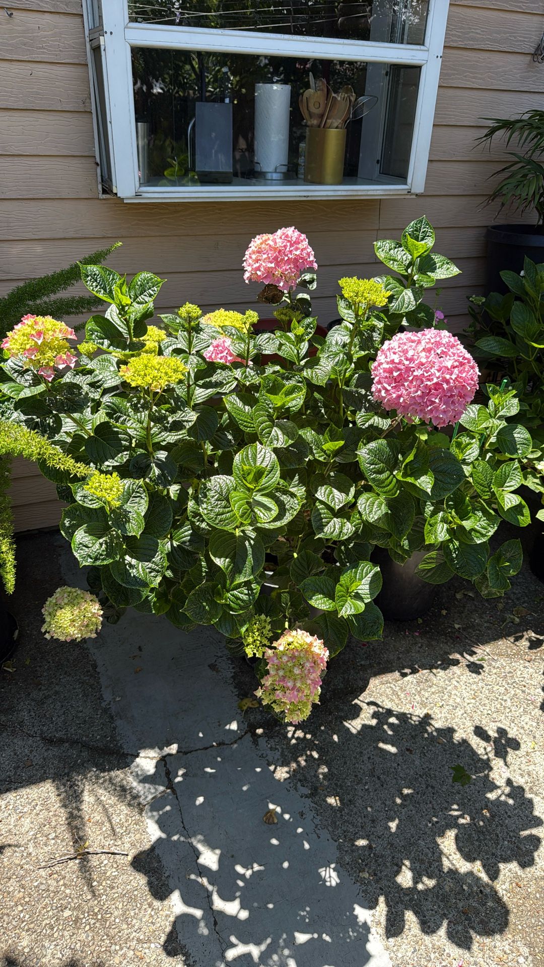 Hydrangeas In 15Gallons, Best Offer