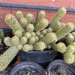 Cactus