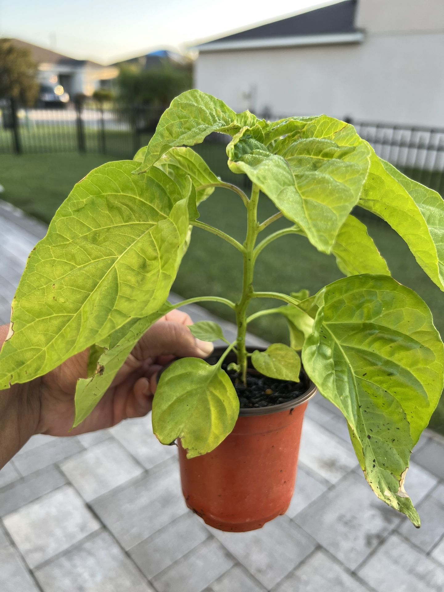Trinidad Pimento Pepper Plants