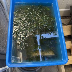 Free Aquatic Plants Guppy Grass And Coontail