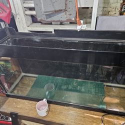 Lizard Cage