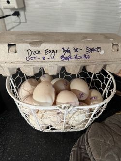 Premium Duck Eggs for Cooking