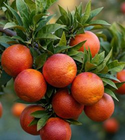 Blood   Orange   Tree