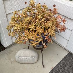 SUCCULENT WITH POT & STAND