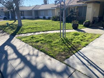 Lawn Care Needed