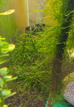 Moss for shrimp aquarium