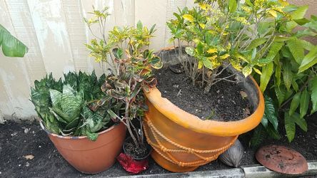 Natural plant on her pot