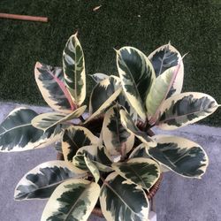 Rubber Plant (read description)