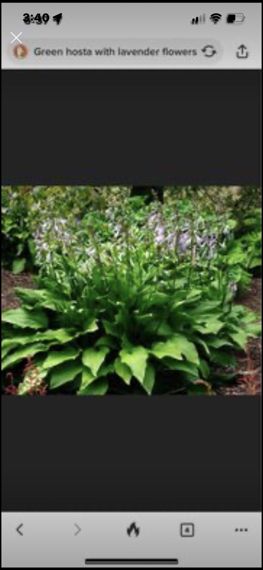 Perennial. Solid Green Hostas. Has Lavender Flowers. $4 for a bundle with 6-7 sprouts. East Dundee