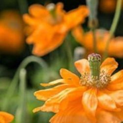 Orange Poppy (Papaver Rapifrgum) Is a Species Of Poppies Native of Spain and Morocco 