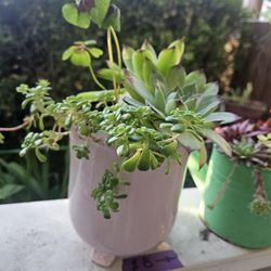 Plant Succulent, Good Outside Or Inside 