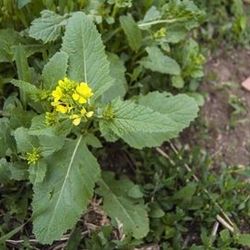 Wild Mustard Flower Weeds 
